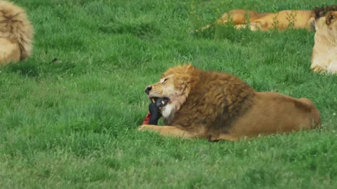 The lion gnaws at its prey. Other lions lie around Stock Footage 159641253