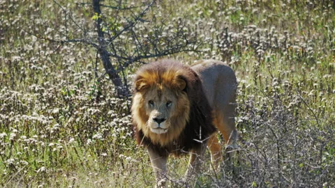 Lion going on grass, watching around. Feline animal Stockbeeldmateriaal 194816646