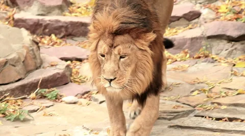 Lion, going towards camera on rock background with fallen red and yellow leaves. Stock Footage 46439843