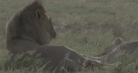 Lion in grass 12bit 動画素材 252234848