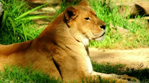 Lion in the grass Stock Footage 667374