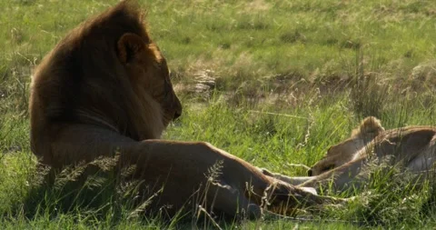 Lion in the grass 動画素材 252094255