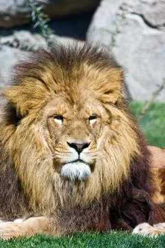 Lion on the grass Stock Photos