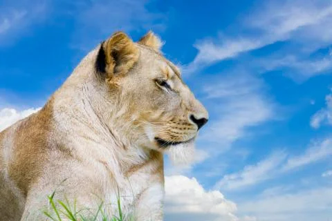 Lion in the Grass Stock Photos
