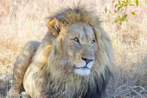 Lion in the grass Foto stock
