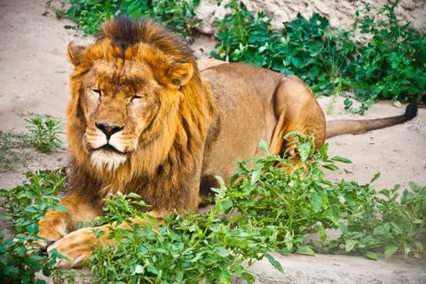 Lion in the grass Stock Photos