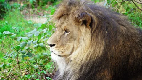 Lion on the green grass Stock-Footage 118309026