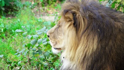 Lion on the green grass Stock-Footage 118309458