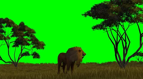 Lion on green screen Stock Footage 39495013