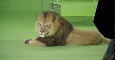 Lion on green screen laying down turns to face camera Stockbeeldmateriaal 68384510
