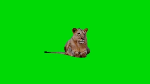 Lion Green Screen video Effects Stock Footage 库存影片 283675724