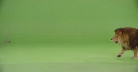 Lion on a green screen walks across stage Stock Footage