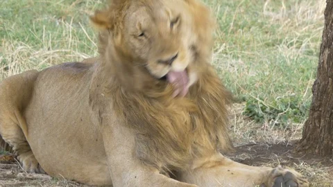 Lion grooming itself Stock Footage 127922931