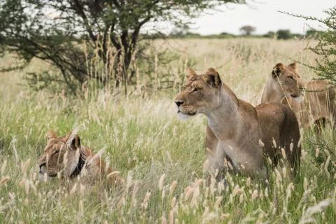 Lion Group Stock Photos