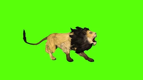 Lion Growl Green Screen Stock Footage
