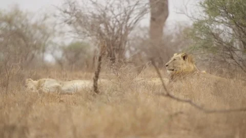 Lion guarding sleeping pride in Kruger National Park savanna, South Africa Stockbeeldmateriaal 333523028