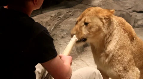 Lion Habitat at MGM Grand Casino Hotel in Las Vegas Stock Footage