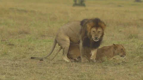 Lion having intercourse with lioness in the wild Stock Footage 71735907