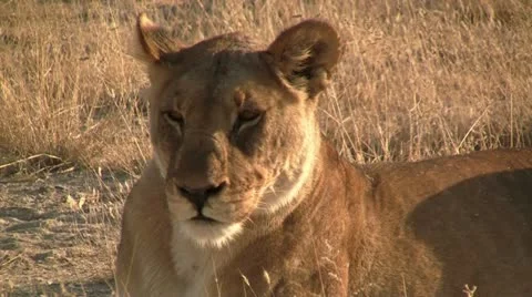 Lion head, close up Video stock 12165780