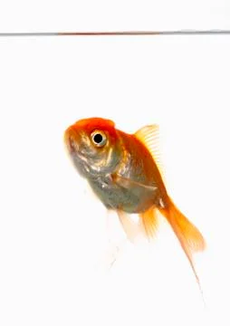 Lion head fish Stock Photos