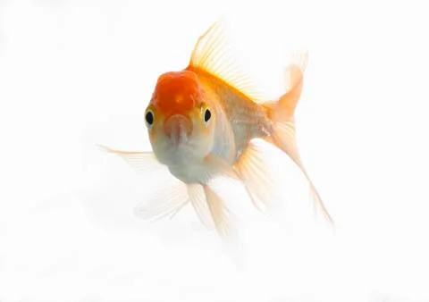 Lion head fish Stock Photos