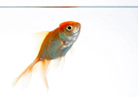 Lion head fish Stock Photos
