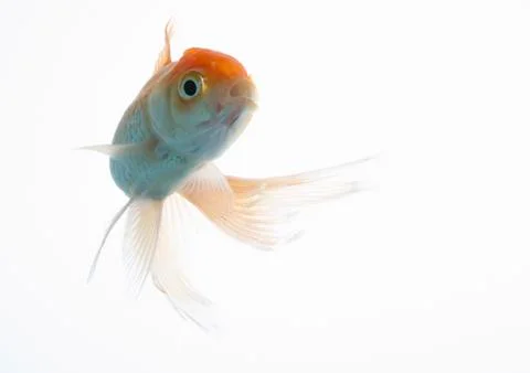 Lion head fish Stock Photos