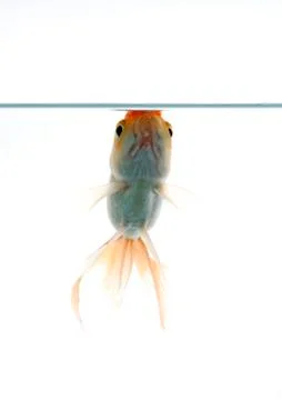 Lion head fish Stock Photos