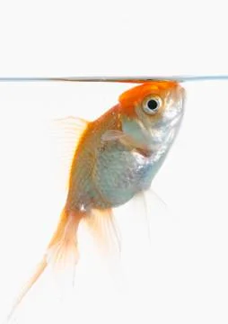 Lion head fish Stock Photos