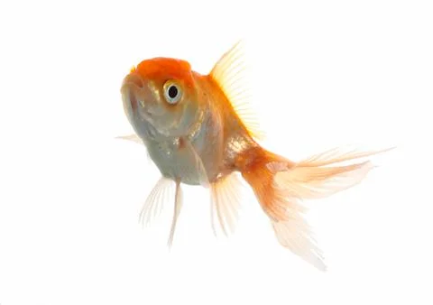 Lion head fish Stock Photos
