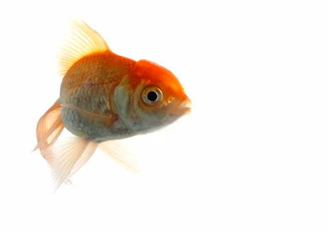 Lion head fish Stock-Fotos