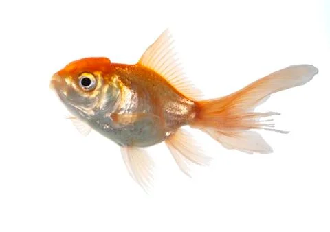 Lion head fish Foto stock