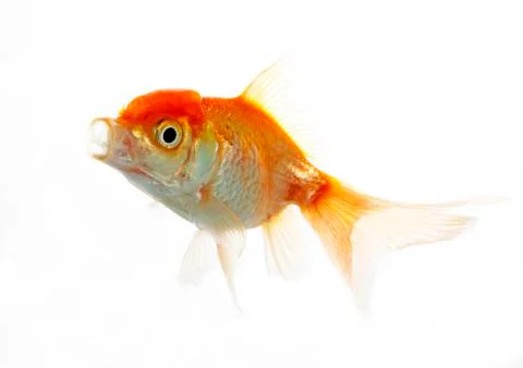 Lion head fish Stock Photos