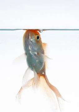 Lion head fish Stock-Fotos