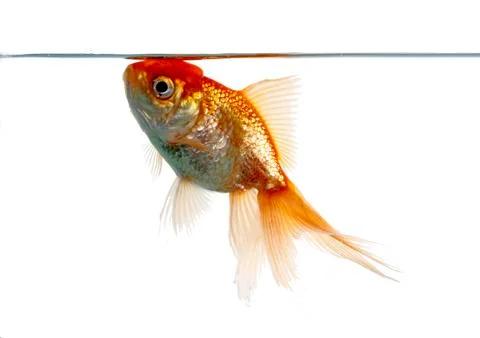 Lion head fish Stock Photos