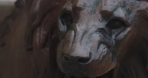 Lion head Vídeo Stock 167681257