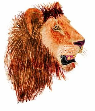 Lion head Illustrazione stock