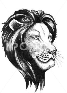 Lion head Stock Illustration