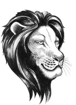 Lion head Stock Illustration