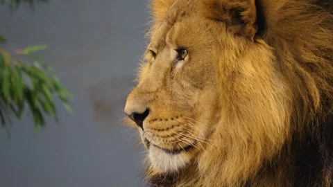 A lion head looking  Stock Footage 252644228