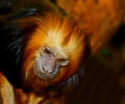 Lion head monkey Stock Photos