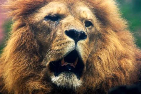 Lion head Stock Photos