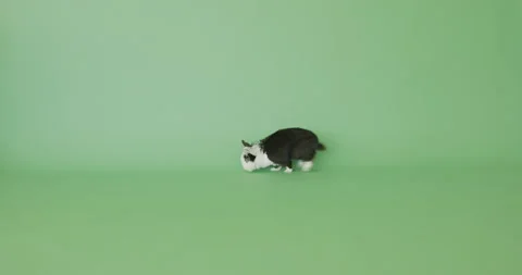 Lion Head Rabbit Stock Footage 158730866