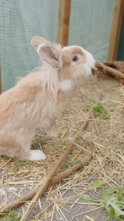 Lion head rabbit with light brown fur and white paws nibbles on a branch Stock Footage 220407367