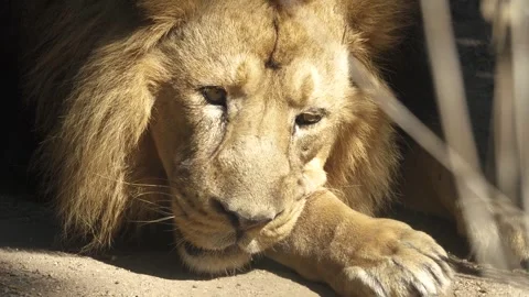 Lion head resting in the sun Stock Footage 284248827