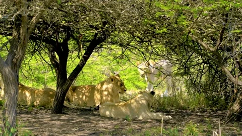 LION HEAD RUBBING 57sec Stock Footage 143790825