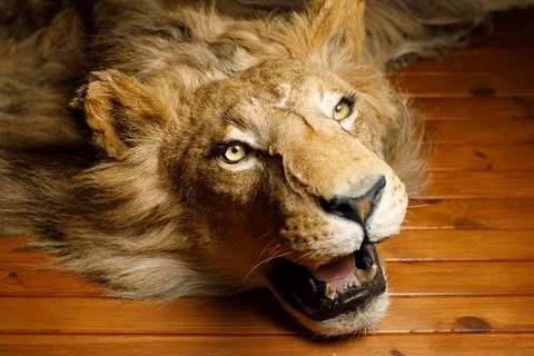 Lion head on the wall Stock Photos
