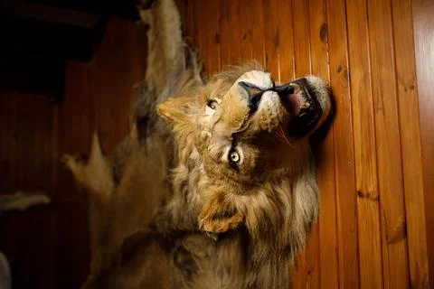 Lion head on the wall Foto stock