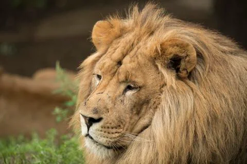 Lion headshot Foto stock