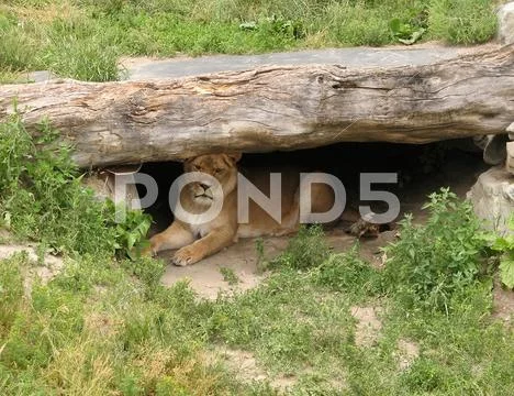 Lion in her den Stock Photos